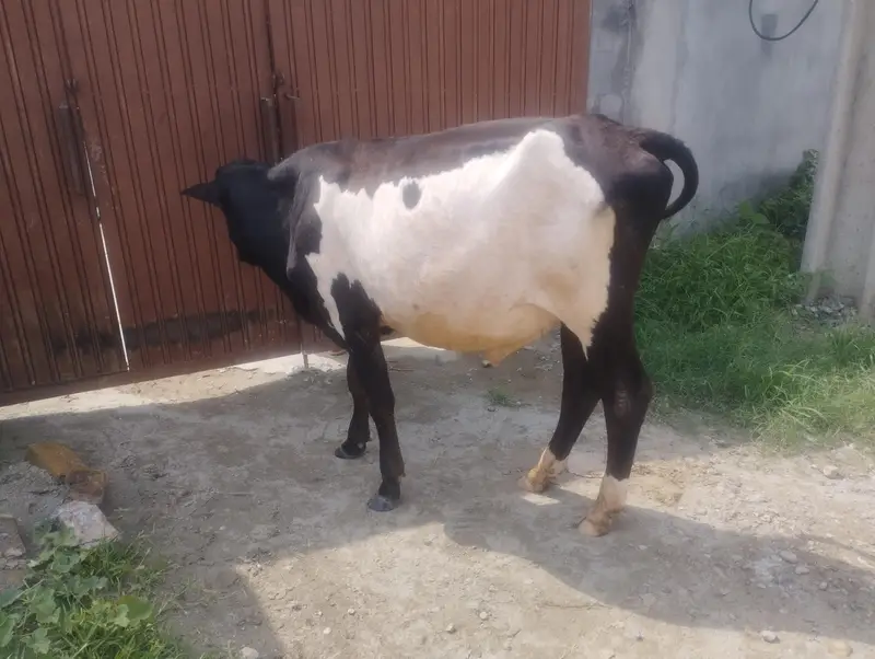 1.5 sal ka bachra for sale