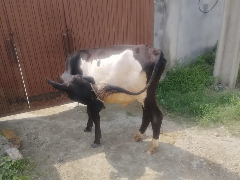 1.5 sal ka bachra for sale — photo 2