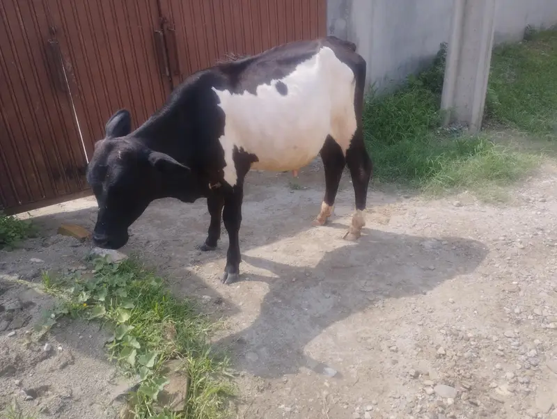 1.5 sal ka bachra for sale — photo 3