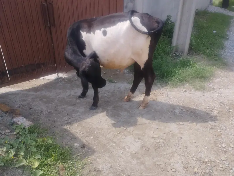 1.5 sal ka bachra for sale — photo 4