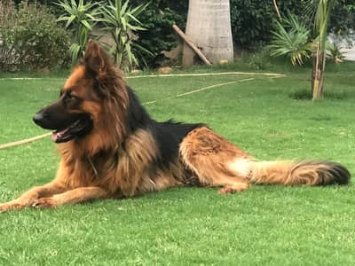 **GSD Long Coat Heavy Bone Low Back | Rs1,50,000 | **