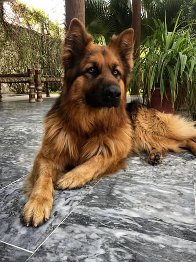 **GSD Long Coat Heavy Bone Low Back | Rs1,50,000 | **