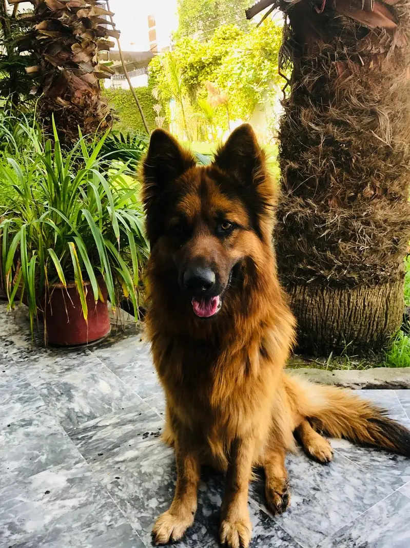 **GSD Long Coat Heavy Bone Low Back | Rs1,50,000 | ** — photo 3