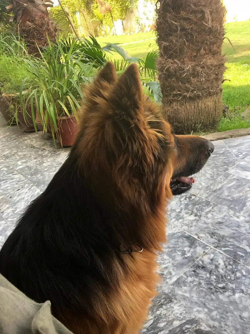 **GSD Long Coat Heavy Bone Low Back | Rs1,50,000 | ** — photo 4