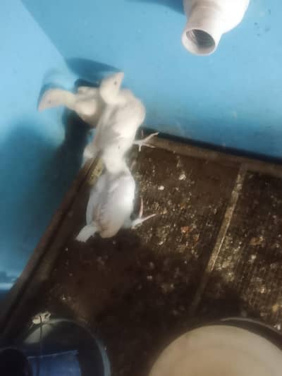 3 Heera aseel chiks for sell