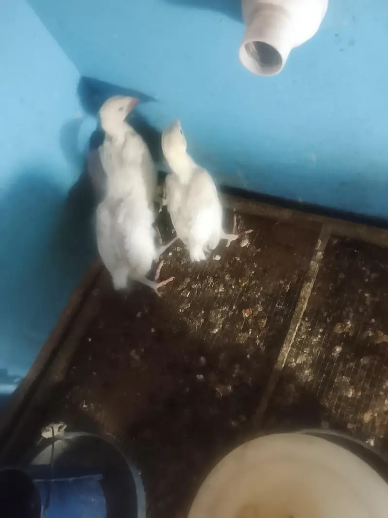 3 Heera aseel chiks for sell — photo 3