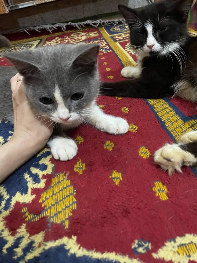2 cats 0