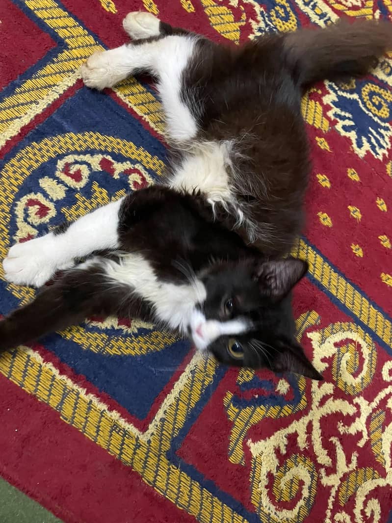 2 cats 1