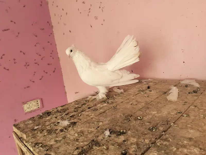pigeons for sale