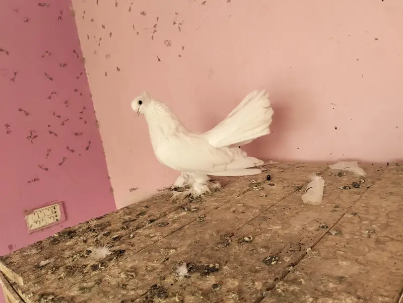 pigeons for sale — photo 2