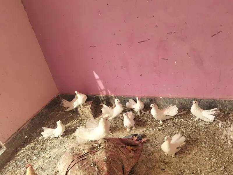pigeons for sale — photo 3