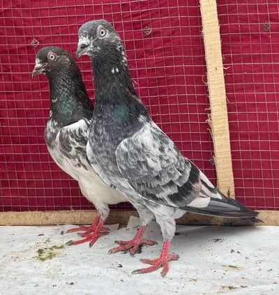 teddy jaldar pigeons bredr pair