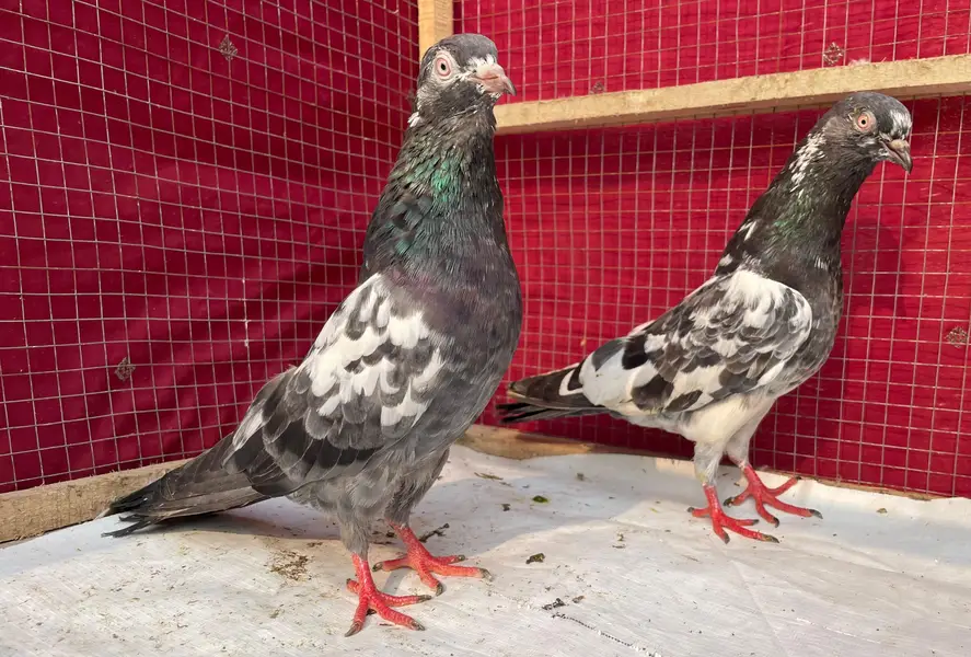 teddy jaldar pigeons bredr pair — photo 4