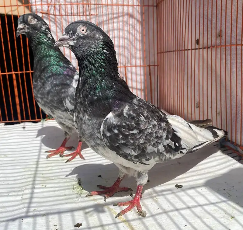 teddy jaldar pigeons bredr pair — photo 5