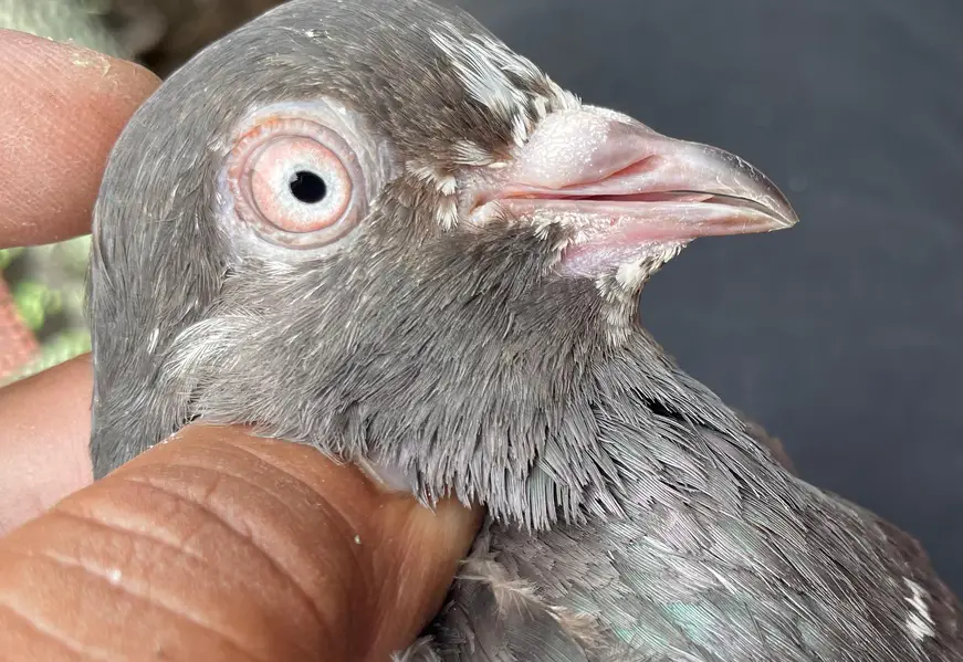 teddy jaldar pigeons bredr pair — photo 6