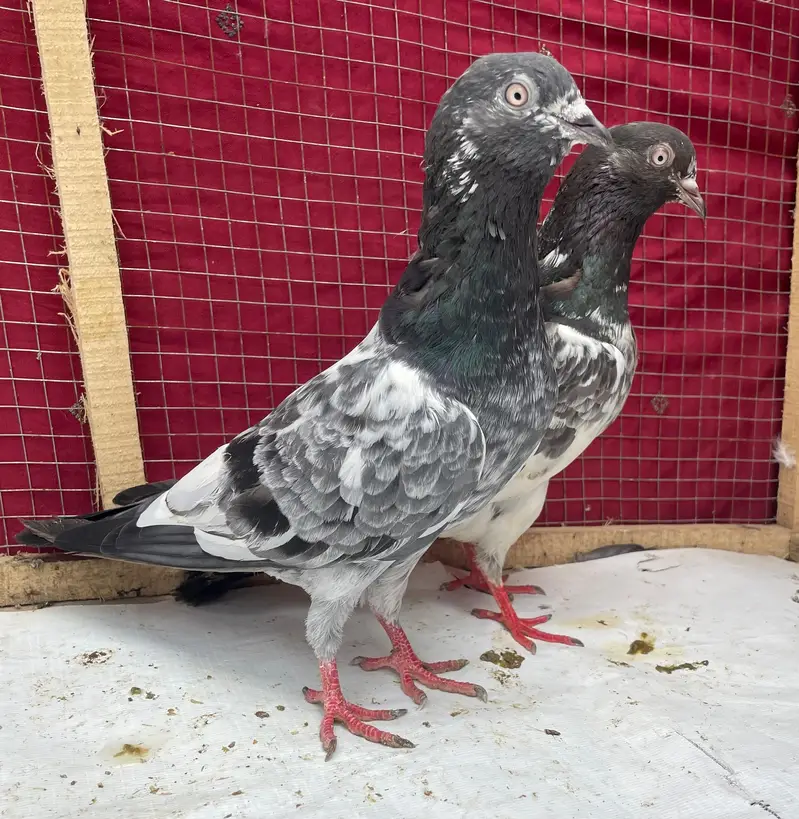 teddy jaldar pigeons bredr pair — photo 7