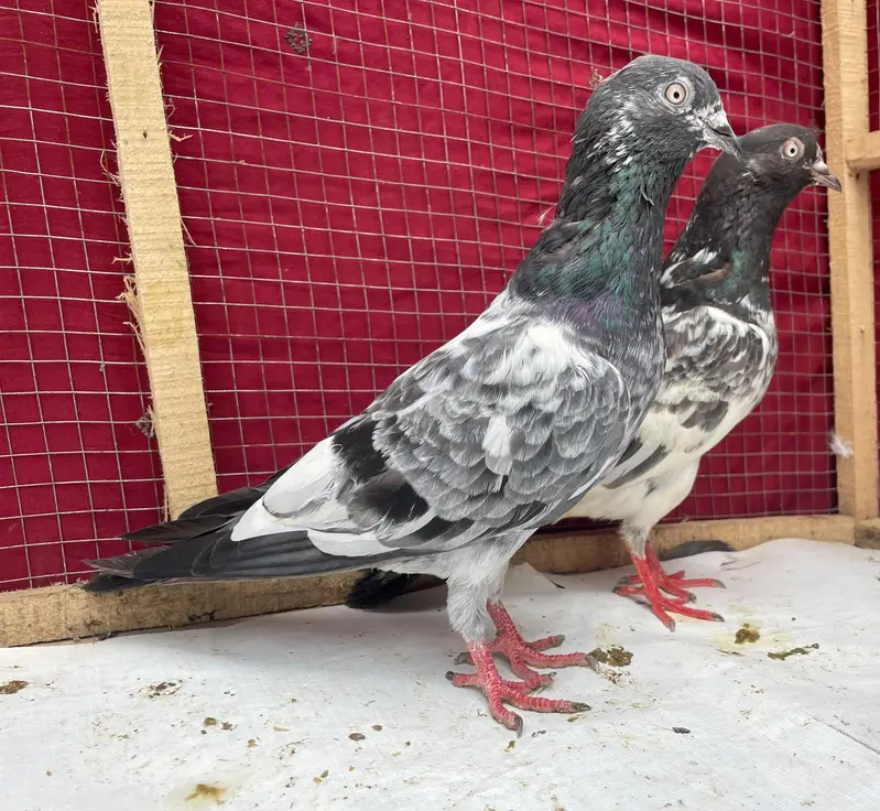teddy jaldar pigeons bredr pair — photo 8
