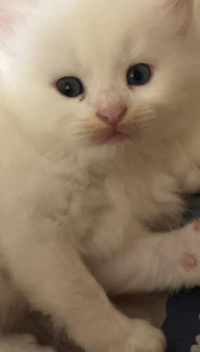 persian pairs for sale male oud eyes female blue eyes