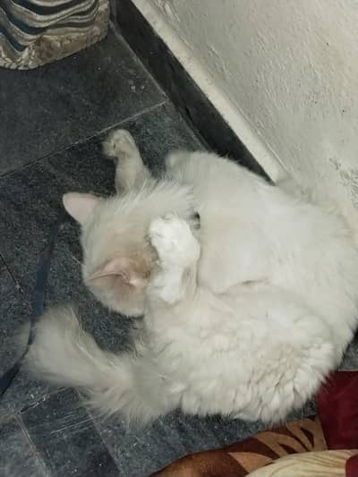 Beautiful Male Persian Cat for Sale