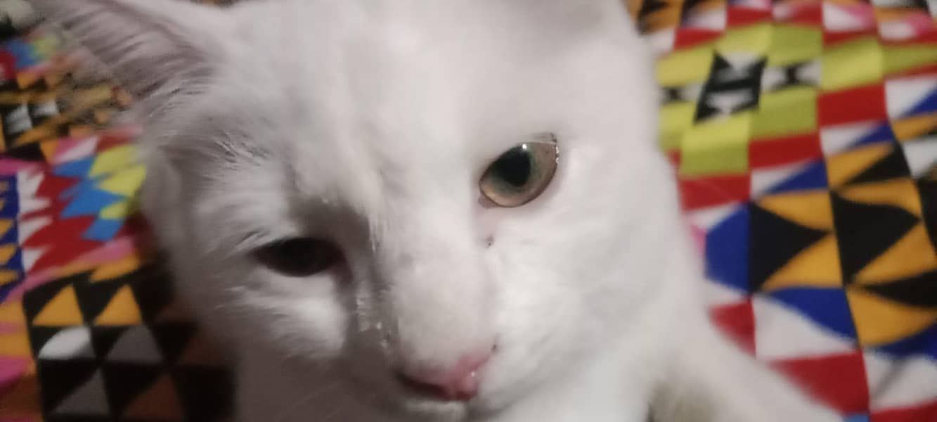 double persion cat 0