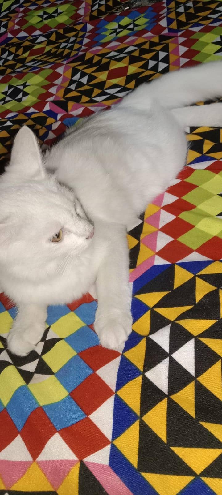 double persion cat 1