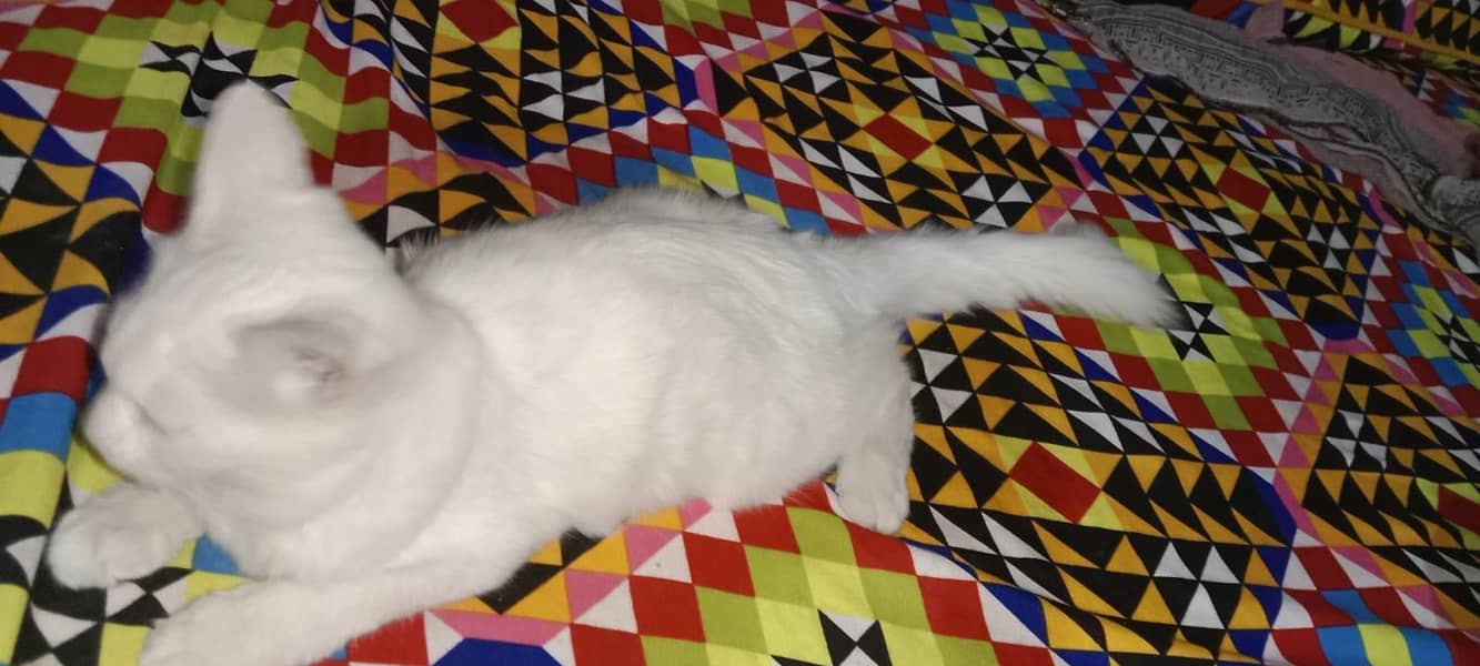 double persion cat 2