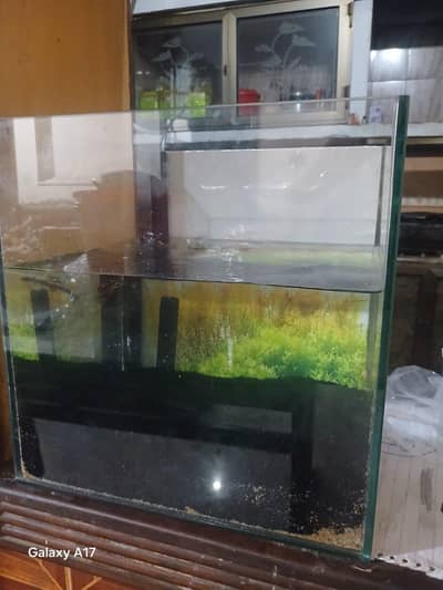 fish Aquarium