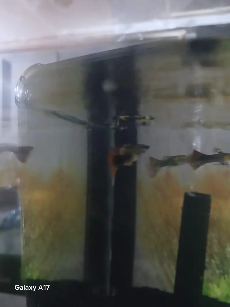 fish Aquarium — photo 3