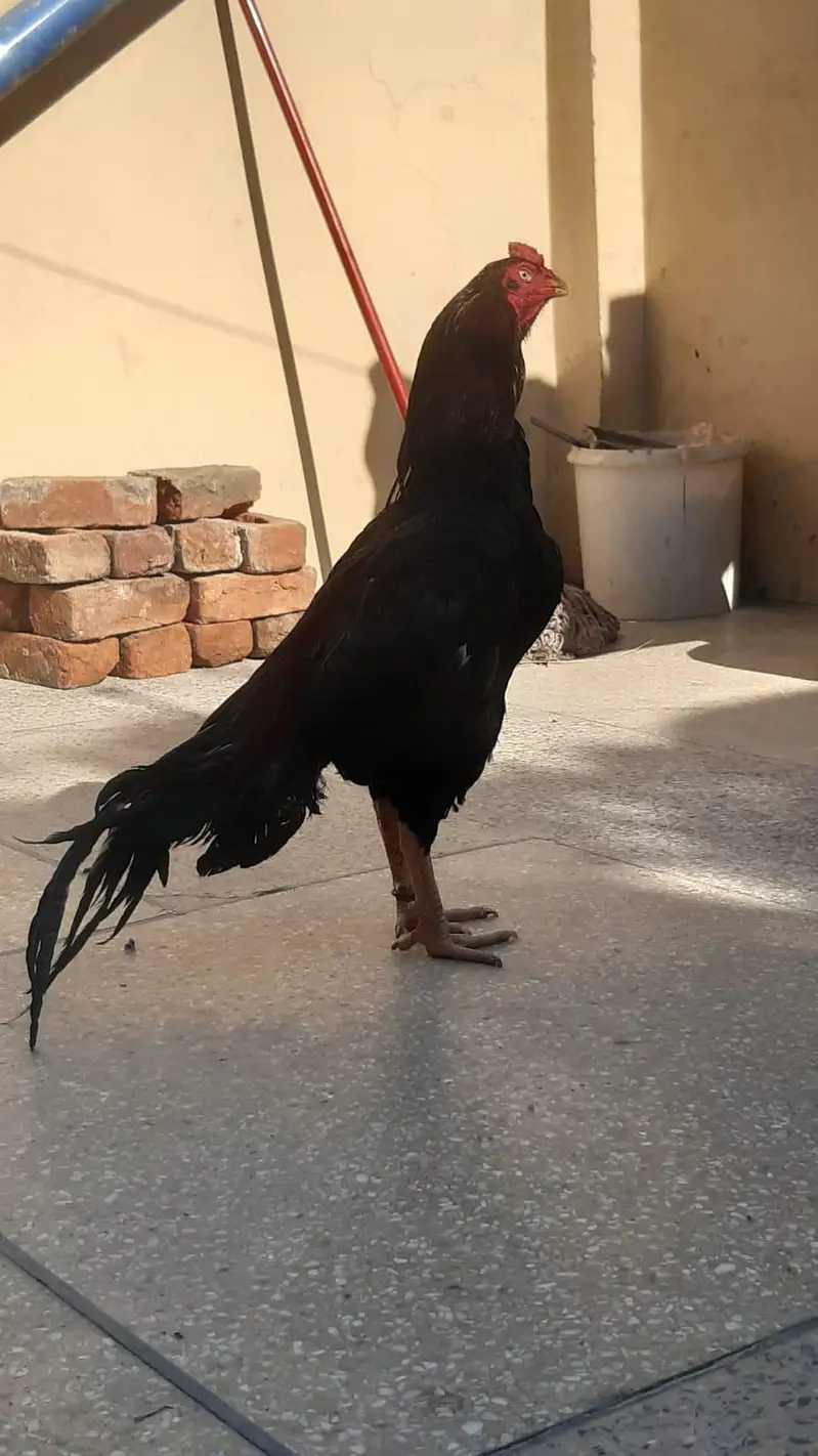 lakha mushka for sale one time winr murgha location jhelum price 20k