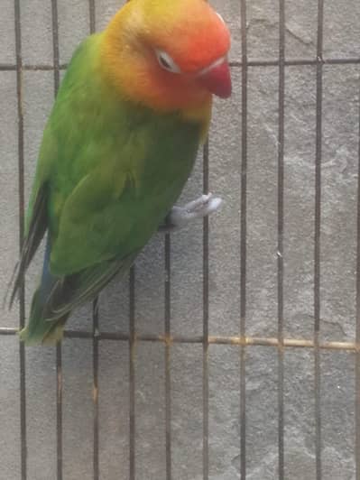 LoveBirds For Sale