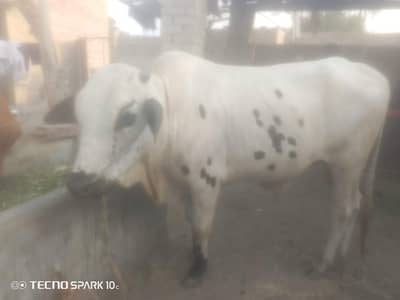 bull for sell