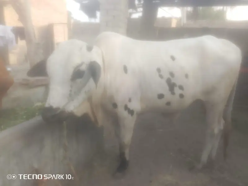 bull for sell