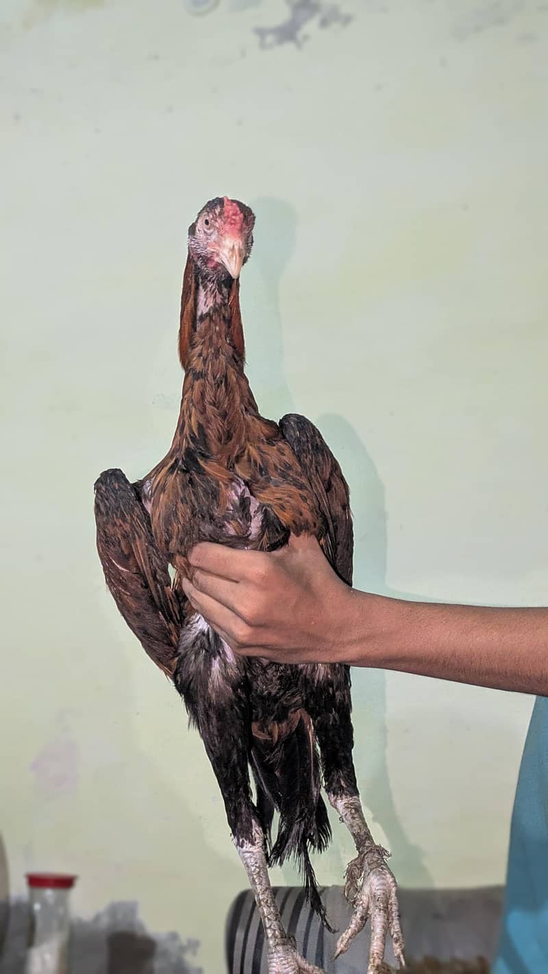 bermi + pakoi patha 1