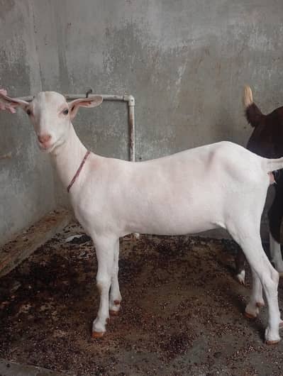 pure gulabi daddy female 7 months ki he