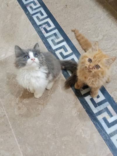 2 home breed kittens