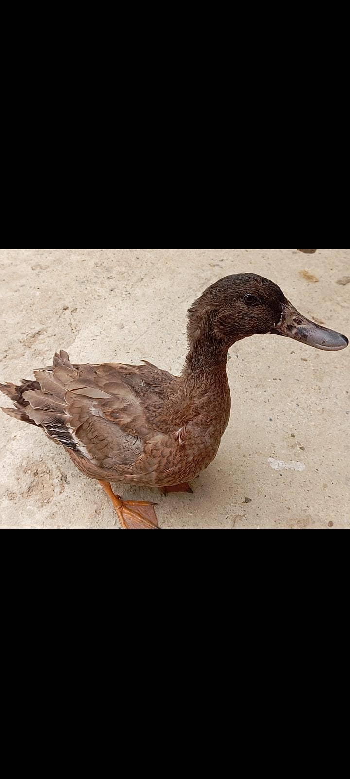 For sell 0