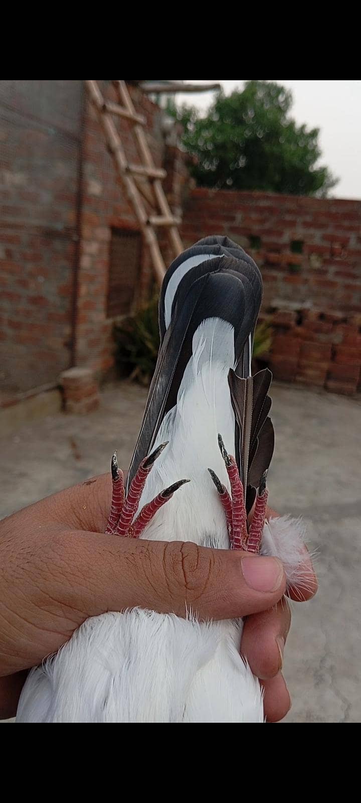 Dab wali 1