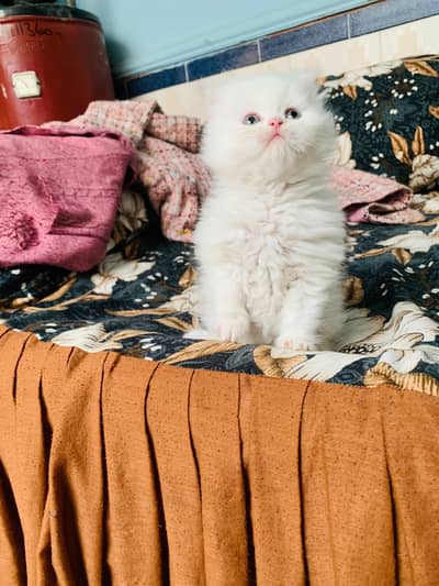 Persian kitten