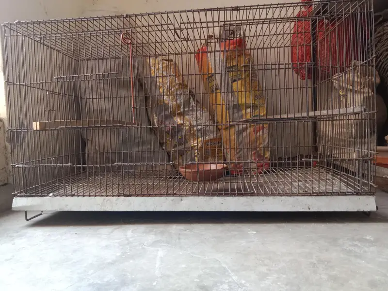 lovebird cage for sale . 03330031118 contact number — photo 2