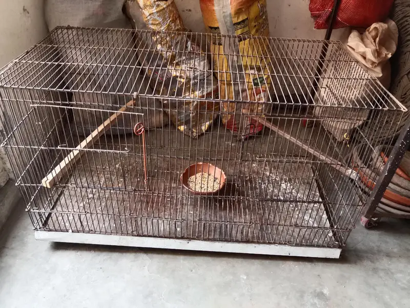 lovebird cage for sale . 03330031118 contact number — photo 3