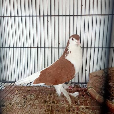 Lahori Sherazi Breder Female For Sale