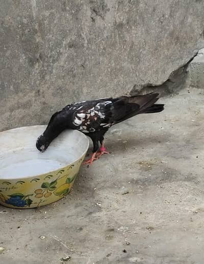 Pigeons rampuri