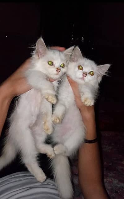 2 baby persian cats for sale