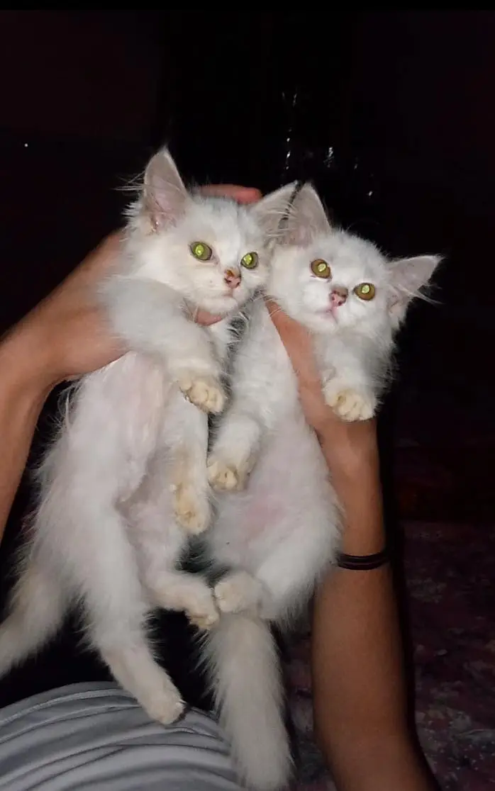 2 baby persian cats for sale