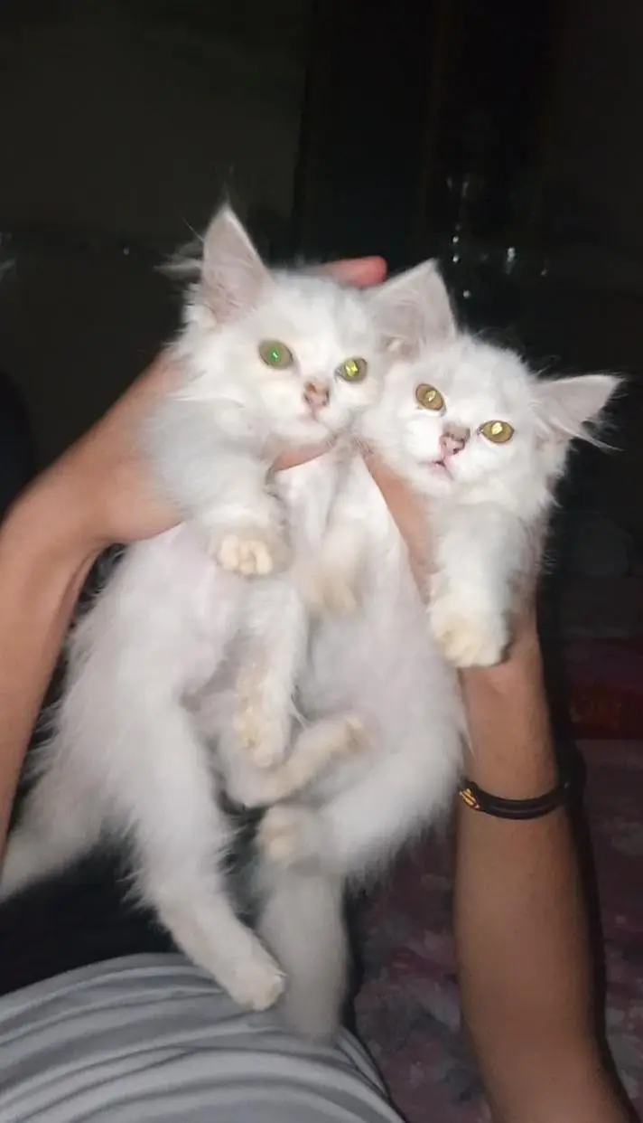 2 baby persian cats for sale — photo 2