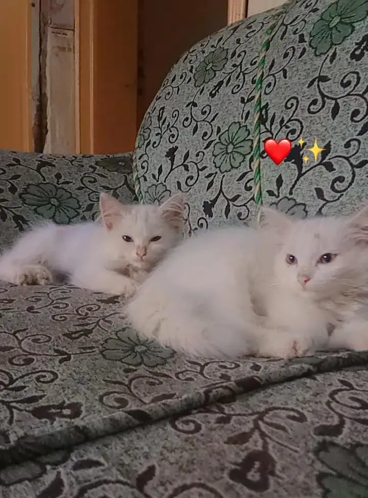 2 baby persian cats for sale — photo 3