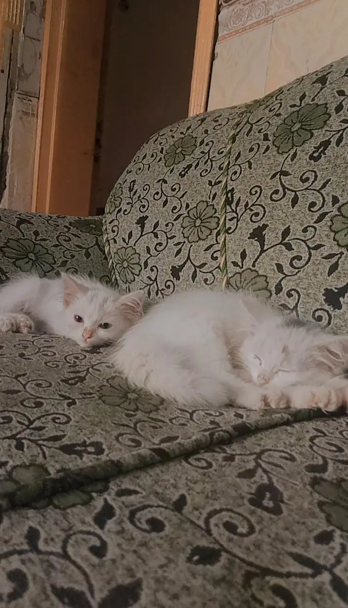 2 baby persian cats for sale — photo 4