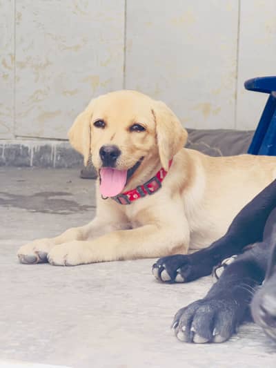 Best quality pup available very healthy and active contact 03170099167