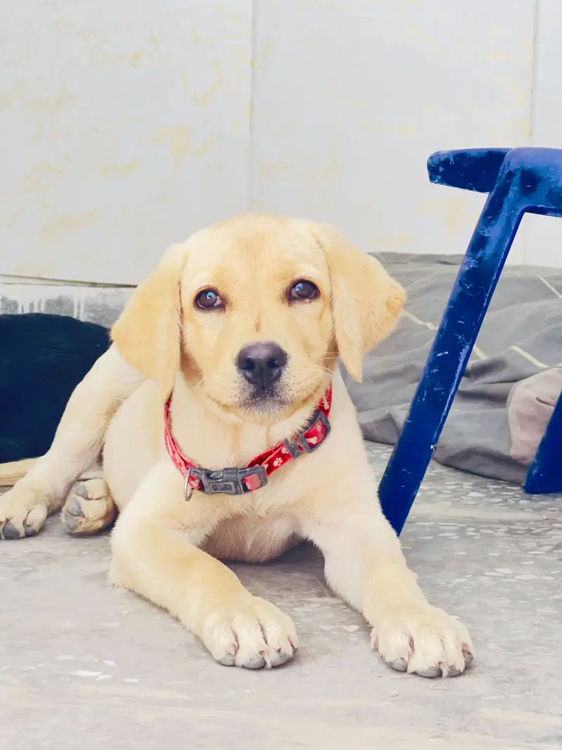 Best quality pup available very healthy and active contact 03170099167 — photo 2