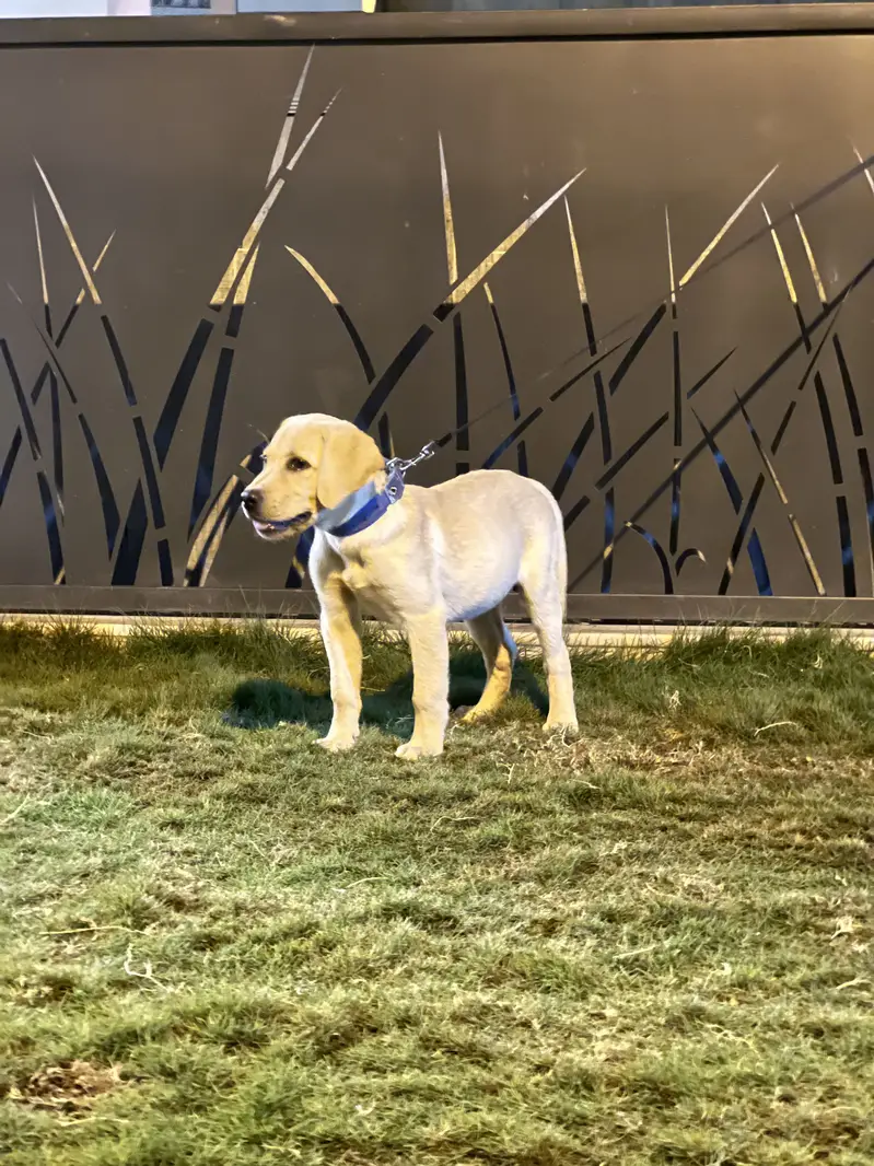 Best quality pup available very healthy and active contact 03170099167 — photo 3